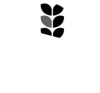 Harinera Del Mar Siglo Xxi